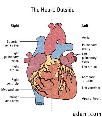 Heart, front view
