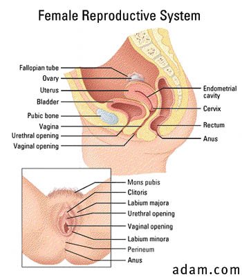Reproductive anatomy, female