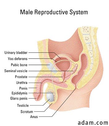 Reproductive anatomy, male