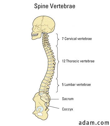 Spine skeletal