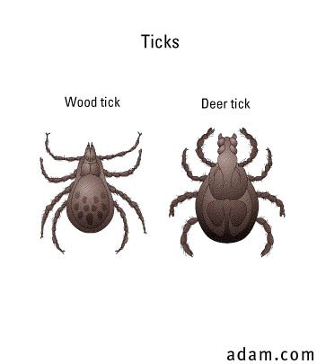 Ticks, deer and wood