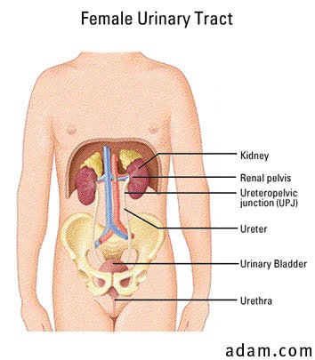 Urinary tract, female