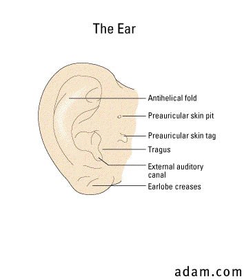 Ear, external anatomy and medical findings