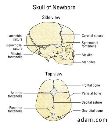 Skull of a newborn, illustration