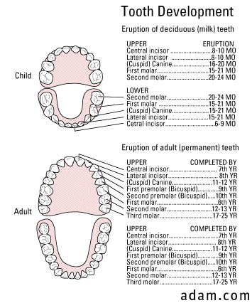 Normal tooth development
