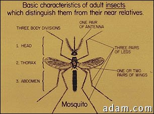 Insect, the basic features of adults