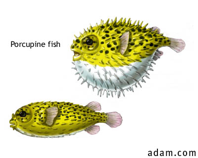 Porcupine Fish