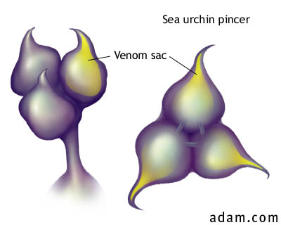 Sea Urchin Pincer