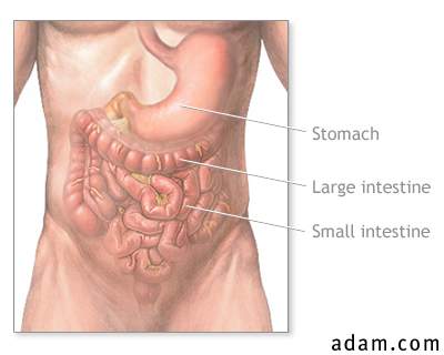 Normal abdominal anatomy