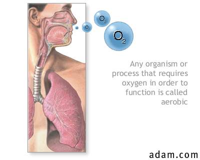 Aerobic organisms