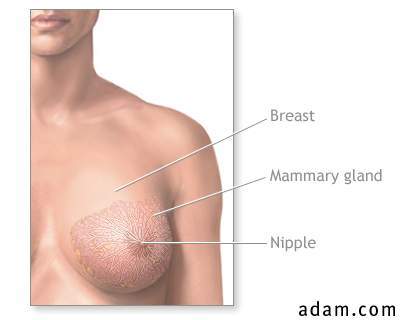 Normal female breast anatomy