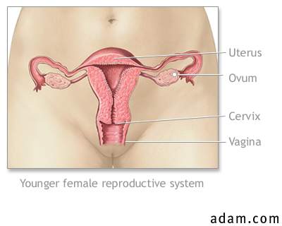 Young female reproductive system