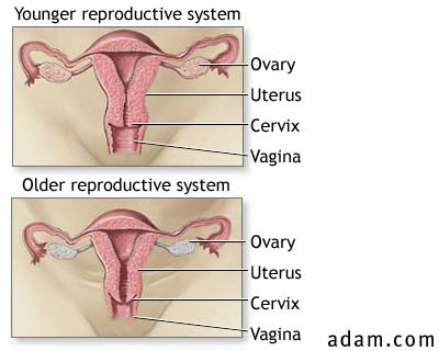 Aged female reproductive system