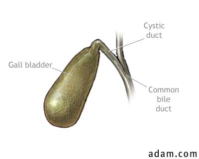 Gall bladder anatomy