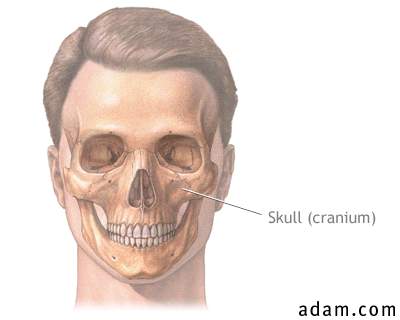 Skull and facial anatomy