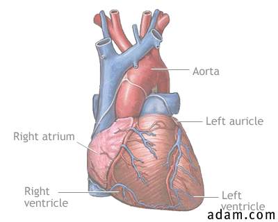 Normal anatomy of the heart