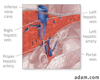 Liver blood supply