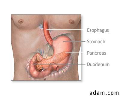Pathway from nose to stomach