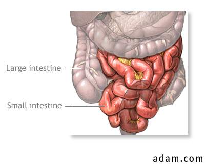 Intestinal anatomy