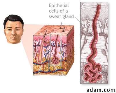 Sweat glands