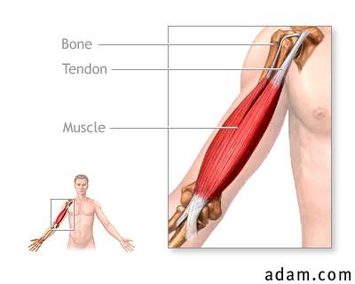 Tendons and muscles