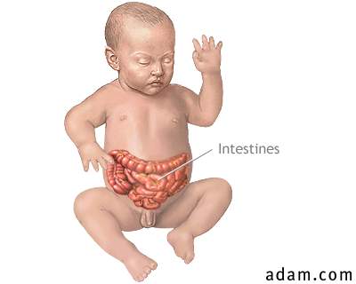 Infant intestines