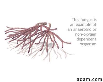 Anaerobic organism