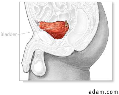 Male bladder anatomy