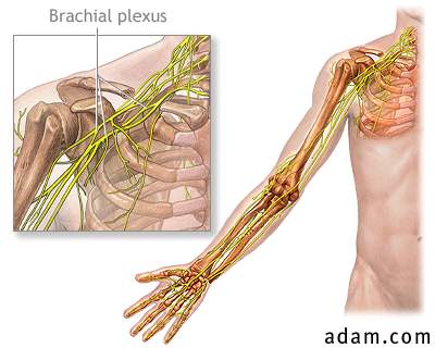 Brachial plexus anatomy
