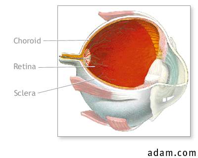 Choroid of the eye