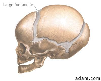 Large fontanelles (lateral view)