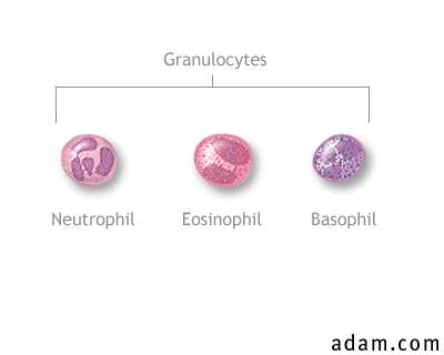 Granulocyte