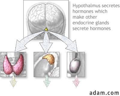 Hypothalamus hormone production