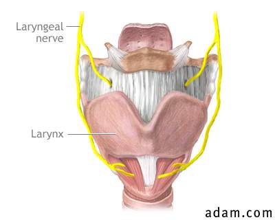Laryngeal nerve damage