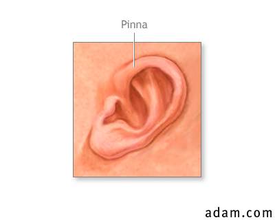 Pinna of the newborn ear