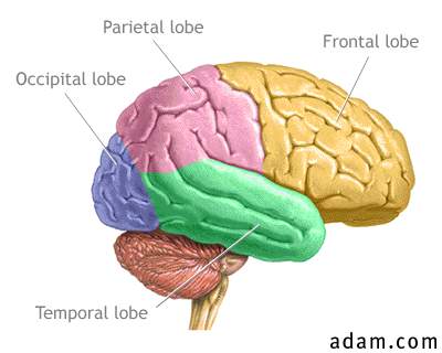 Lobes of the brain