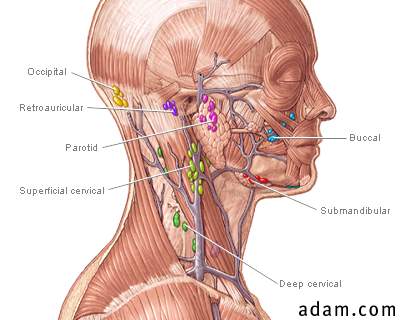 Lymph tissue in the head and neck.