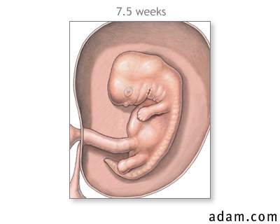 Fetus (7.5 weeks old)