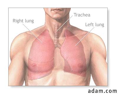 Normal lung anatomy