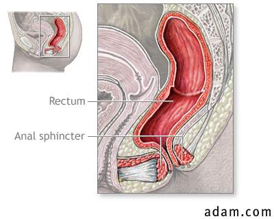 Anal sphincter anatomy