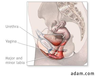 Normal female perineal anatomy