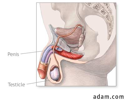 Male reproductive system (mid-sagittal)