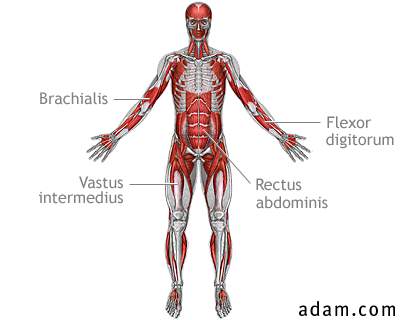 Deep anterior muscles