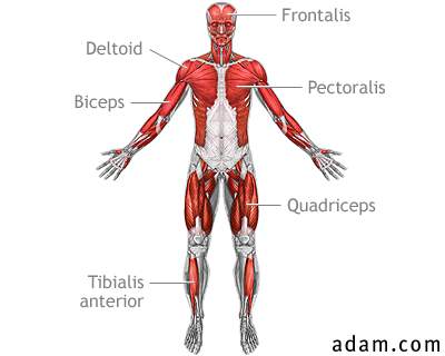 Superficial anterior muscles