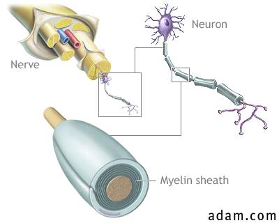Myelin and nerve structure