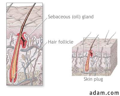Hair follicle anatomy