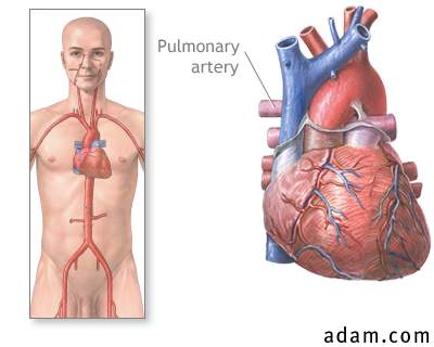Pulmonary arteries