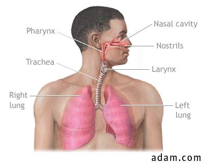 Respiratory system overview